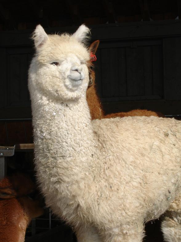 Alpacasforsale